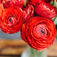 Red Ranunculus Corms Bulbs Persian Buttercup Growing Bonsai Roots Rhizomes Tubers Potted Planting Reblooming Fragrant Garden Species Blooms Flower Seeds Plant Gardening