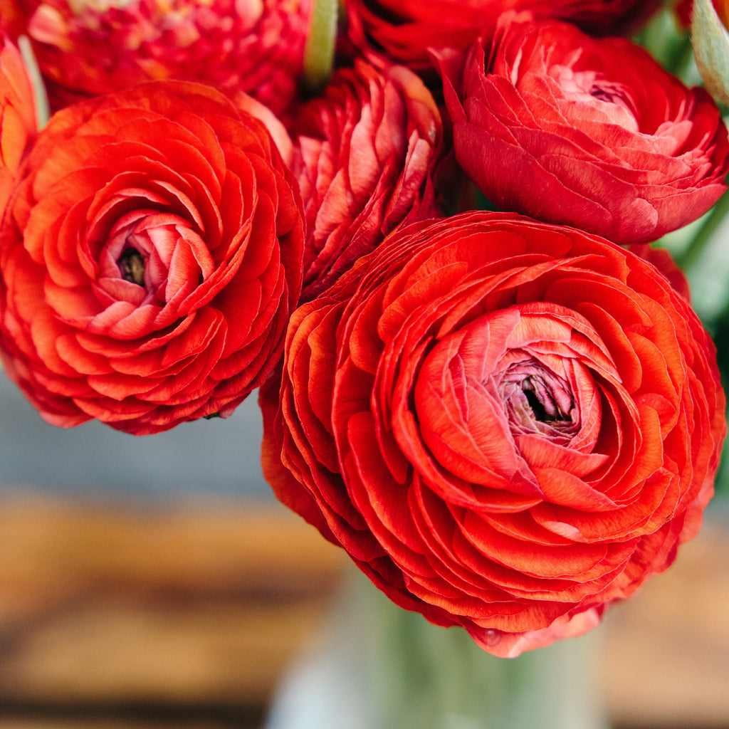 Red Ranunculus Corms Bulbs Persian Buttercup Growing Bonsai Roots Rhizomes Tubers Potted Planting Reblooming Fragrant Garden Species Blooms Flower Seeds Plant Gardening