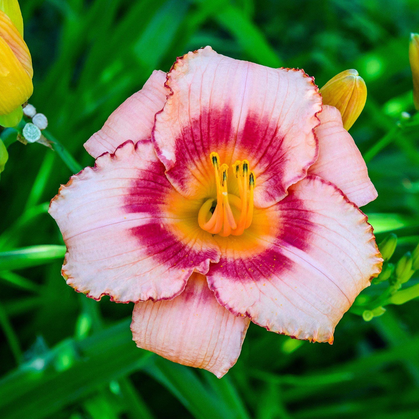 Daylily - Bumper Crop Mix