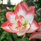 Blossom Peacock Amaryllis Hippeastrum Blooms Species Growing Bonsai Bulbs Roots Rhizomes Corms Tubers Potted Planting Reblooming Fragrant Garden Flower Seeds Plant  Size 12-16cm