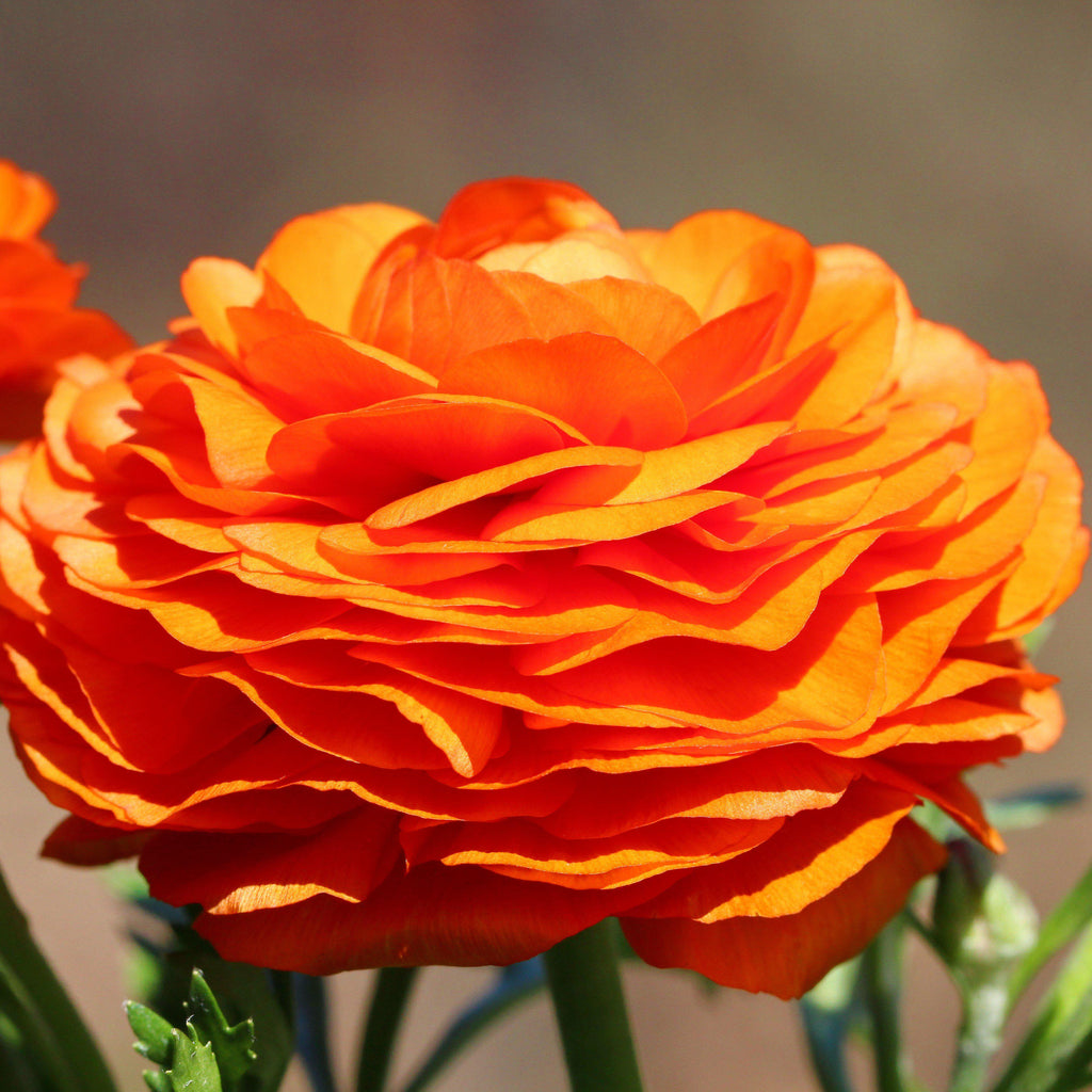 Sunset Ranunculus  Corms Bulbs Growing Bonsai Roots Rhizomes Tubers Potted Planting Reblooming Fragrant Garden Species Blooms Flower Seeds Plant Gardening
