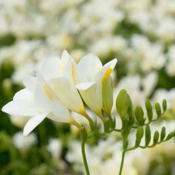 Single White Freesia Bulbs Growing Bonsai Roots Rhizomes Corms Tubers Potted Planting Reblooming Fragrant Garden Species Blooms Flower Seeds Plant Gardening