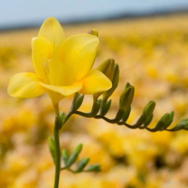 Single Yellow Freesia Bulbs Growing Bonsai Roots Rhizomes Corms Tubers Potted Planting Reblooming Fragrant Garden Species Blooms Flower Seeds Plant Gardening