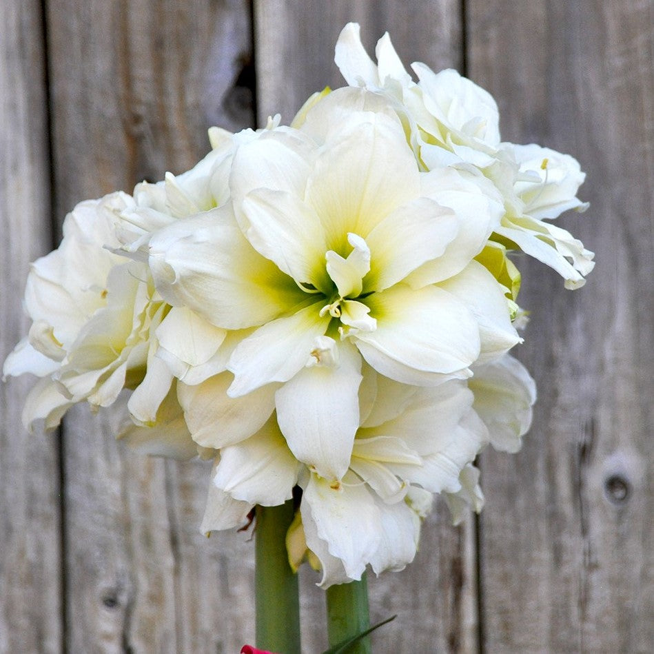 Snow Drift Amaryllis Hippeastrum Blooms Species Growing Bonsai Bulbs Roots Rhizomes Corms Tubers Potted Planting Reblooming Fragrant Garden Flower Seeds Plant  Size 12-16cm