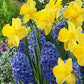 Spring Has Sprung Mix Daffodil Narcissus Bulbs Blooms Species Growing Bonsai Roots Rhizomes Corms Tubers Potted Planting Reblooming Fragrant Garden Flower Seeds Plant