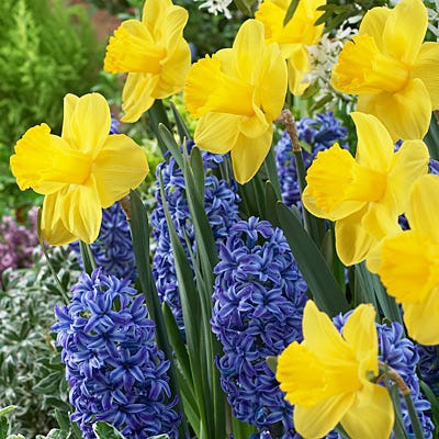 Spring Has Sprung Mix Daffodil Narcissus Bulbs Blooms Species Growing Bonsai Roots Rhizomes Corms Tubers Potted Planting Reblooming Fragrant Garden Flower Seeds Plant
