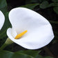 Calla - Aethiopica White Giant