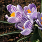Crocus - King of the Striped