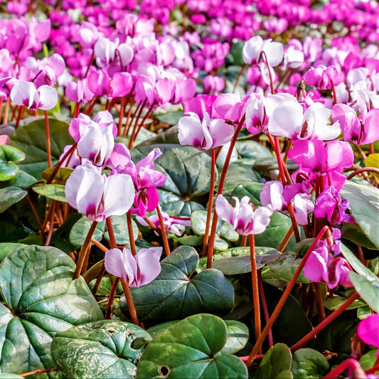 Cyclamen - Angel Flutter Mix