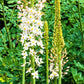 Eremurus - Robustus
