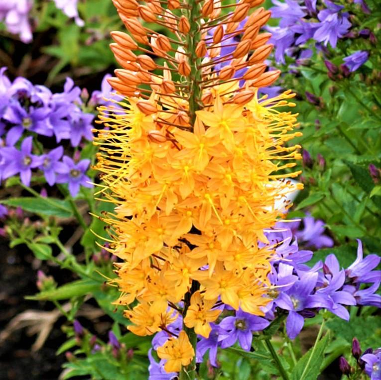 Eremurus - Shelford Hybrid Mix