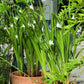 Gladiolus - The Bride