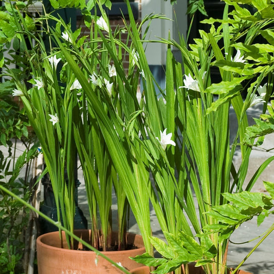 Gladiolus - The Bride