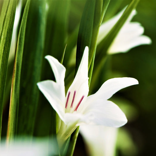 Gladiolus - The Bride