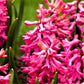 Hyacinth - Sweet Berries Mix
