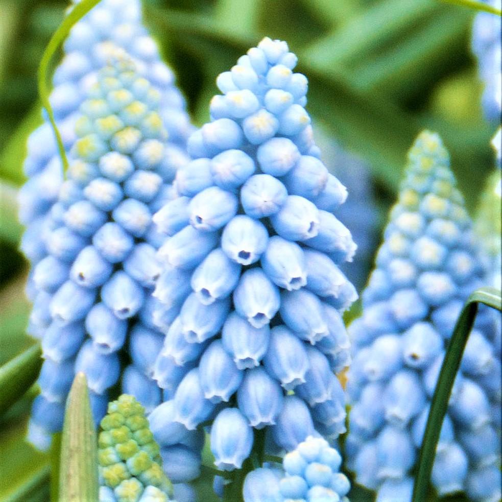 Baby Shower Blend - Muscari & Tulip Bulbs Blend Blooms Species Growing Bonsai Roots Rhizomes Corms Tubers Potted Planting Reblooming Fragrant Garden Flower Seeds Plant