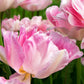 Tulip Bulbs  Angelique Blooms Species Growing Bonsai Roots Rhizomes Corms Tubers Potted Planting Reblooming Fragrant Garden Flower Seeds Plant