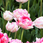Tulip Bulbs  Angelique Blooms Species Growing Bonsai Roots Rhizomes Corms Tubers Potted Planting Reblooming Fragrant Garden Flower Seeds Plant