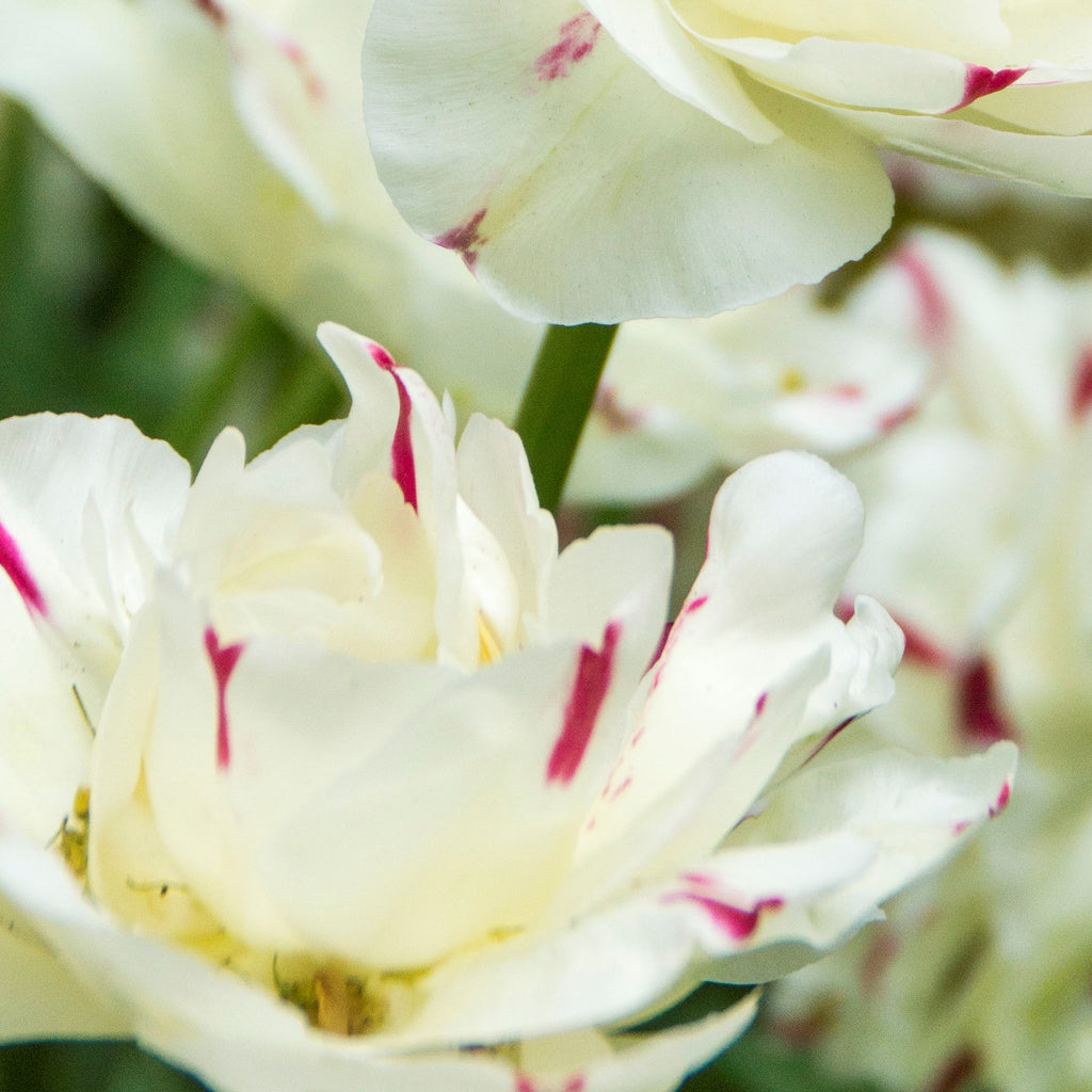 Tulip Bulbs Danceline Blooms Species Growing Bonsai Roots Rhizomes Corms Tubers Potted Planting Reblooming Fragrant Garden Flower Seeds Plant
