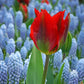 Tulip Bulbs Hollywood Blooms Species Growing Bonsai Roots Rhizomes Corms Tubers Potted Planting Reblooming Fragrant Garden Flower Seeds Plant