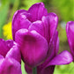 Tulip Bulbs Negrita Blooms Species Growing Bonsai Roots Rhizomes Corms Tubers Potted Planting Reblooming Fragrant Garden Flower Seeds Plant