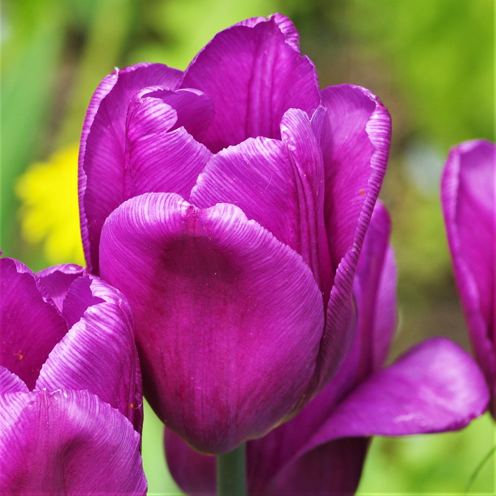Tulip Bulbs Negrita Blooms Species Growing Bonsai Roots Rhizomes Corms Tubers Potted Planting Reblooming Fragrant Garden Flower Seeds Plant