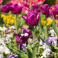 Tulip Bulbs Negrita Blooms Species Growing Bonsai Roots Rhizomes Corms Tubers Potted Planting Reblooming Fragrant Garden Flower Seeds Plant
