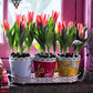 Tulip Bulbs Pinocchio Blooms Species Growing Bonsai Roots Rhizomes Corms Tubers Potted Planting Reblooming Fragrant Garden Flower Seeds Plant