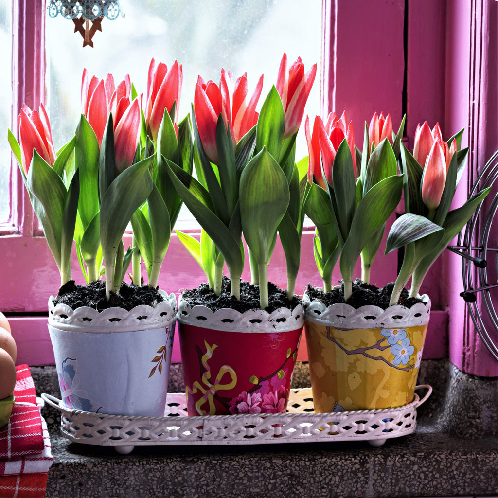 Tulip Bulbs Pinocchio Blooms Species Growing Bonsai Roots Rhizomes Corms Tubers Potted Planting Reblooming Fragrant Garden Flower Seeds Plant