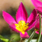 Tulip Bulbs Pulchella Violacea Blooms Species Growing Bonsai Roots Rhizomes Corms Tubers Potted Planting Reblooming Fragrant Garden Flower Seeds Plant