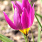 Tulip Bulbs Pulchella Violacea Blooms Species Growing Bonsai Roots Rhizomes Corms Tubers Potted Planting Reblooming Fragrant Garden Flower Seeds Plant