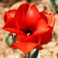 Tulip Bulbs Winsome Wildings Mix Blooms Species Growing Bonsai Roots Rhizomes Corms Tubers Potted Planting Reblooming Fragrant Garden Flower Seeds Plant