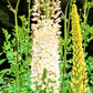 Eremurus - Robustus