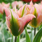 Tulip Bulbs China Town Blooms Species Growing Bonsai Roots Rhizomes Corms Tubers Potted Planting Reblooming Fragrant Garden Flower Seeds Plant