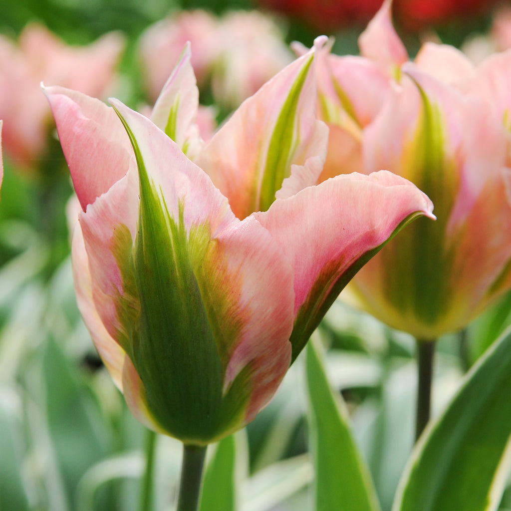 Tulip Bulbs China Town Blooms Species Growing Bonsai Roots Rhizomes Corms Tubers Potted Planting Reblooming Fragrant Garden Flower Seeds Plant