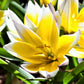 Tulip Bulbs Winsome Wildings Mix Blooms Species Growing Bonsai Roots Rhizomes Corms Tubers Potted Planting Reblooming Fragrant Garden Flower Seeds Plant