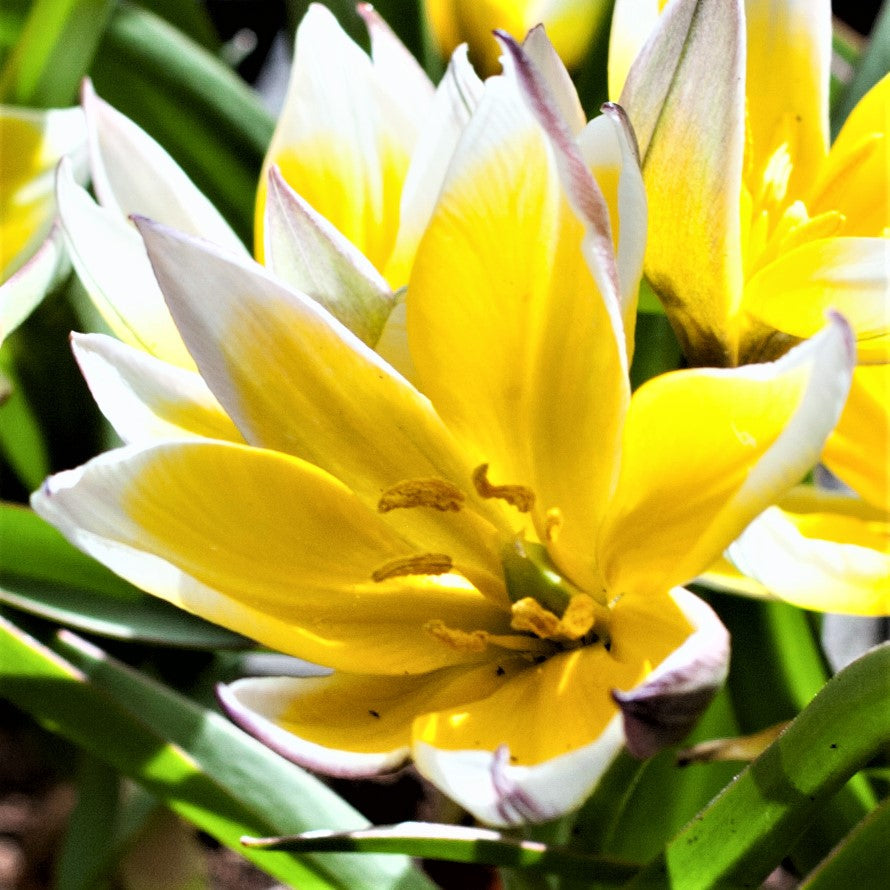 Tulip Bulbs Winsome Wildings Mix Blooms Species Growing Bonsai Roots Rhizomes Corms Tubers Potted Planting Reblooming Fragrant Garden Flower Seeds Plant
