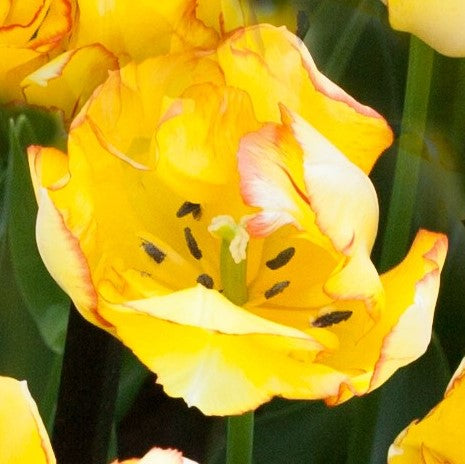 Tulip Bulbs Aquilla  Blooms Species Growing Bonsai Roots Rhizomes Corms Tubers Potted Planting Reblooming Fragrant Garden Flower Seeds Plant
