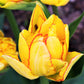 Tulip Bulbs Aquilla  Blooms Species Growing Bonsai Roots Rhizomes Corms Tubers Potted Planting Reblooming Fragrant Garden Flower Seeds Plant