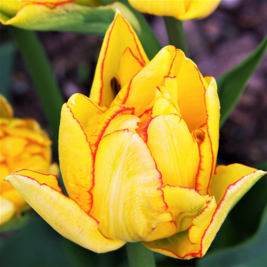 Tulip Bulbs Aquilla  Blooms Species Growing Bonsai Roots Rhizomes Corms Tubers Potted Planting Reblooming Fragrant Garden Flower Seeds Plant
