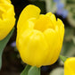 Sunny Day Blend - Tulip Bulbs & Hyacinth Blend Blooms Species Growing Bonsai Roots Rhizomes Corms Tubers Potted Planting Reblooming Fragrant Garden Flower Seeds Plant