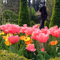 Tulip Bulbs Pink Impression Blooms Species Growing Bonsai Roots Rhizomes Corms Tubers Potted Planting Reblooming Fragrant Garden Flower Seeds Plant