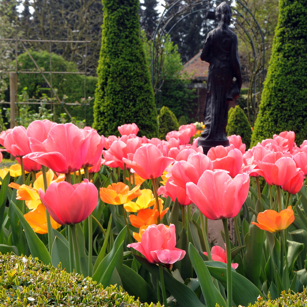 Tulip Bulbs Pink Impression Blooms Species Growing Bonsai Roots Rhizomes Corms Tubers Potted Planting Reblooming Fragrant Garden Flower Seeds Plant