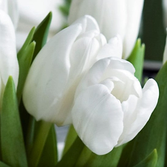 Sweet & Elegant Blend - Anemone & Tulip Bulbs Blooms Species Growing Bonsai Roots Rhizomes Corms Tubers Potted Planting Reblooming Fragrant Garden Flower Seeds Plant