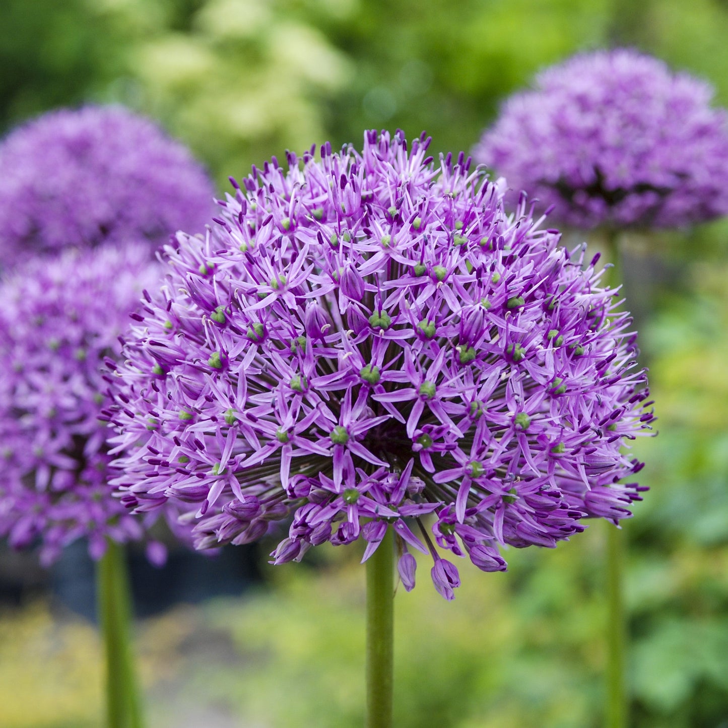 Allium & Eremurus - Spheres & Spires Blend