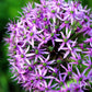 Allium & Eremurus - Spheres & Spires Blend