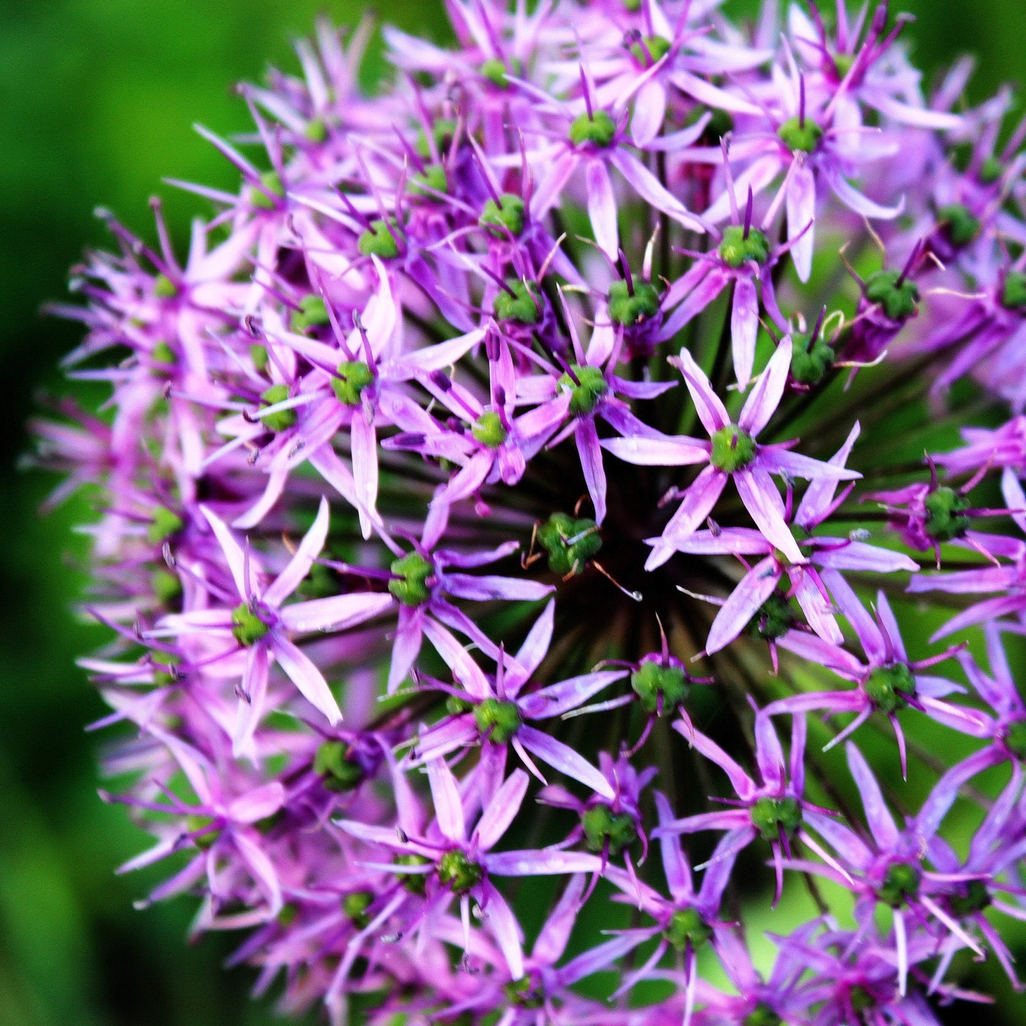 Allium & Eremurus - Spheres & Spires Blend