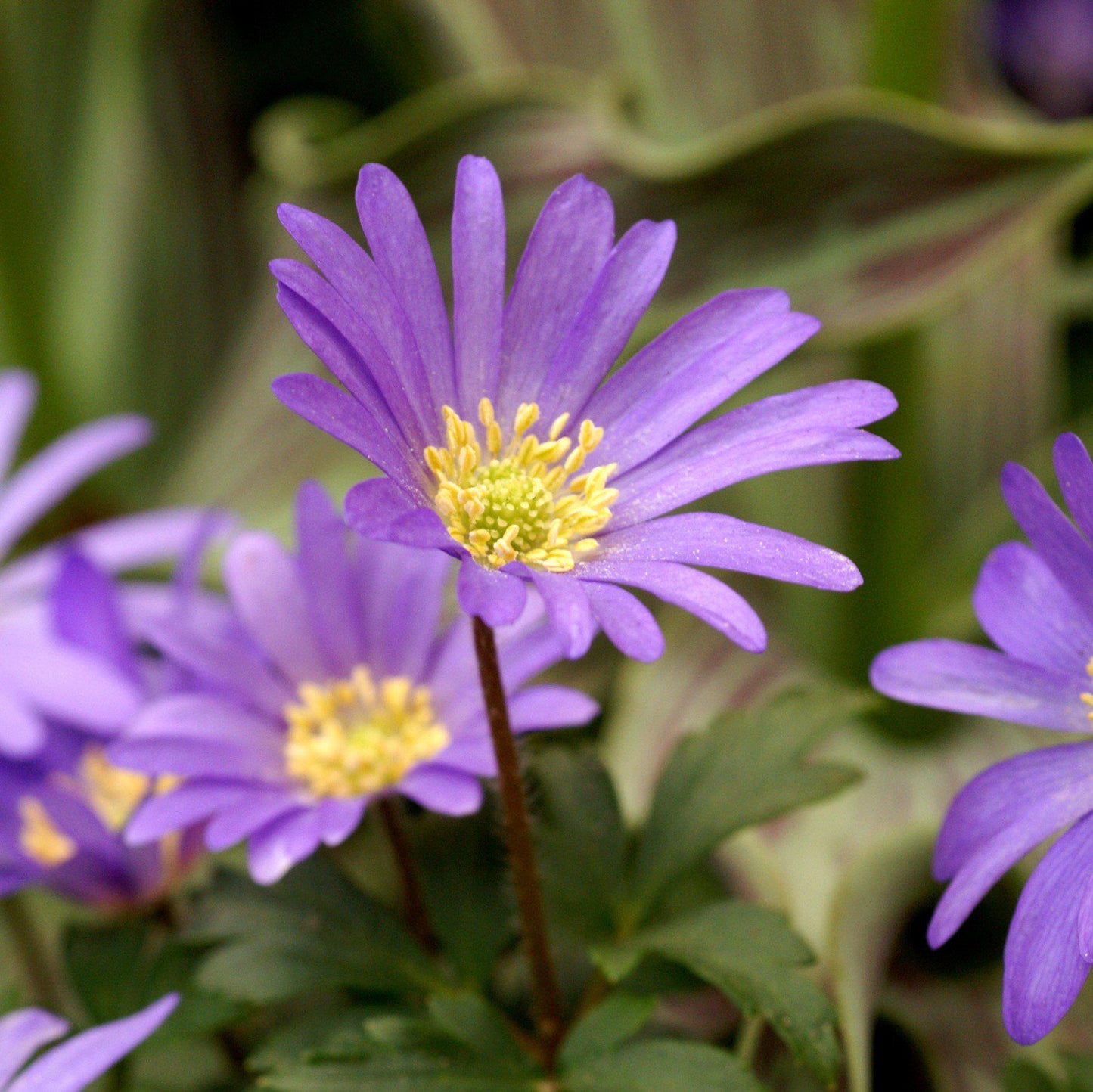 Anemone & Hyacinth - Spring Breeze Blend