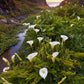 Calla - Aethiopica White Giant