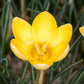 Crocus - Goldilocks